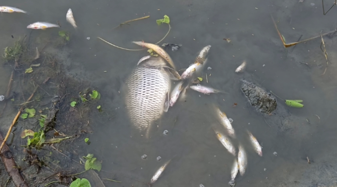 কলাপাড়ায় মাছের ঘেরে বিষ প্রয়োগে ৫ লাখ টাকার ক্ষয়ক্ষতির অভিযোগ