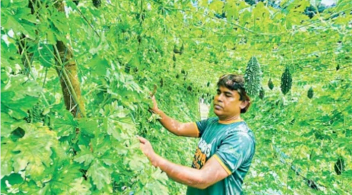 ভেড়ামারায় মালচিং পদ্ধতিতে করলা চাষে সাফল্য ইমরান