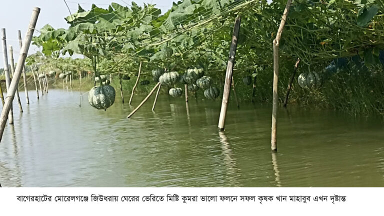 ঘেরের ভেড়িতে তরমুজ-কুমড়ার বাম্পার ফলন