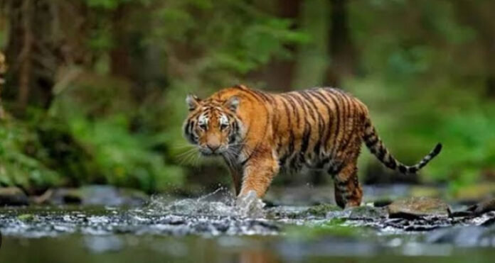 বিশ্ব ঐতিহ্য সুন্দরবনের উপকূলে শরণখোলায় আবারও লোকালয়ে বাঘ